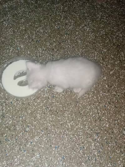 Persian cat
