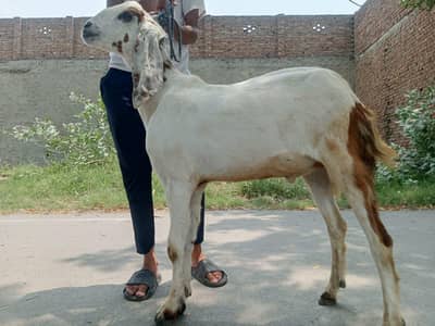 Qurbani goats available per kg