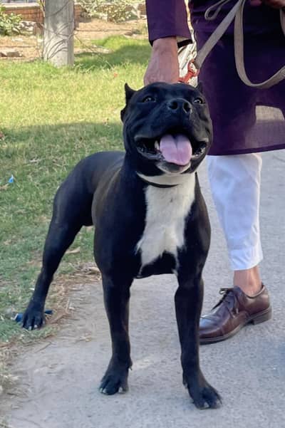 Pitbull Open for Stud