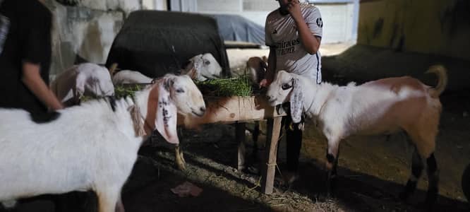 bakra sale