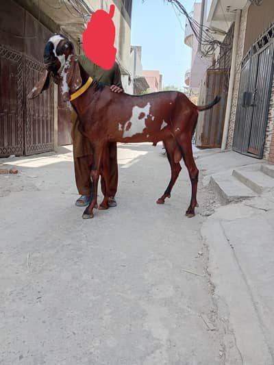 nagra bakra available