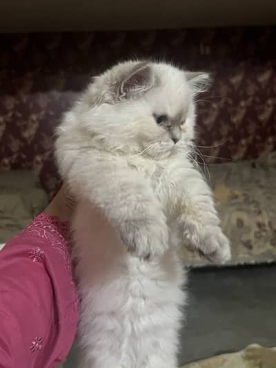 Persian kitten female