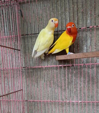 lovebird