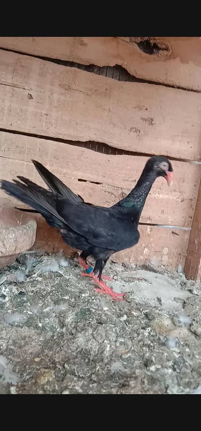 Black Self Denish female