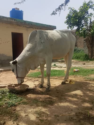Vehri for Sale, Qurbani Behri for sale, 2 saal age ha 2.5 Man Ghosht