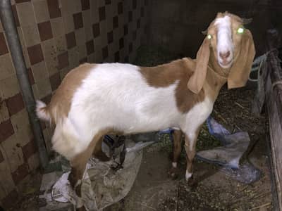 2 Daant khasi sindh ka bakra