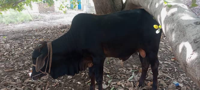 black bull sale for Eid UL Adha