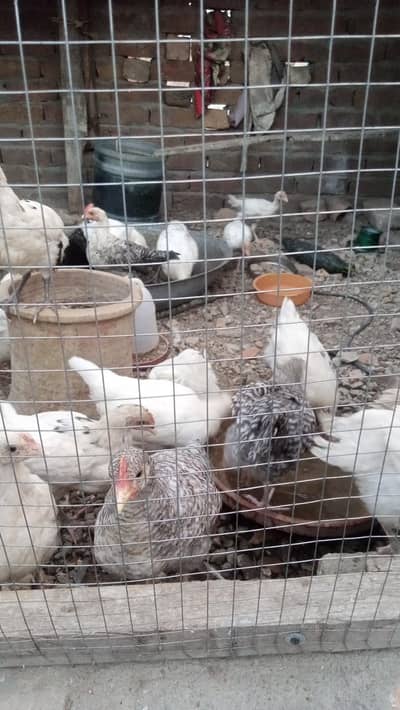 dasi chick's chuzzay