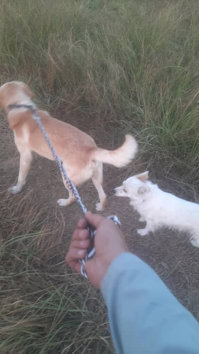 labrador dog for sale