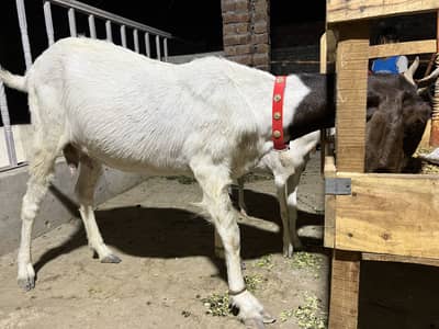 Sindhi Nasal ki Bakri Top quality goat heavy weight