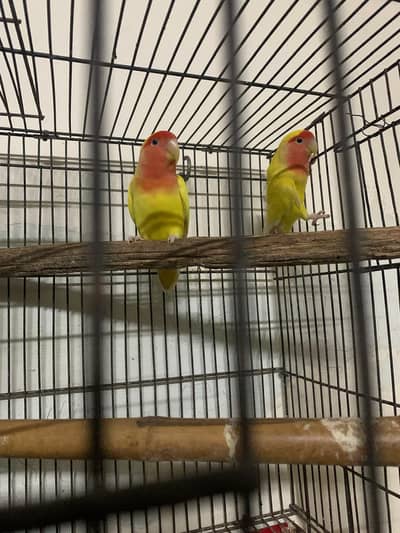 Love birds common Lutino and Fisheries available for sale.