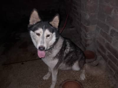 Husky female Dog (Ready To Breed)