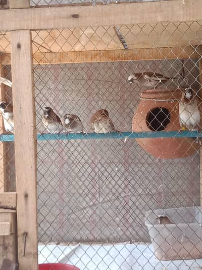 finch baglaiz zebra. 0301.7226606