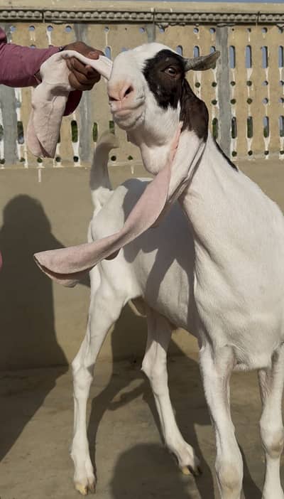Qurbani bakra for sale