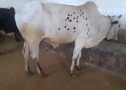 qurbani 2026 behtereen janwar