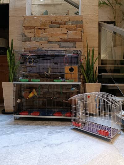 Cockatiels, Lovebirds  & Cages for Sale