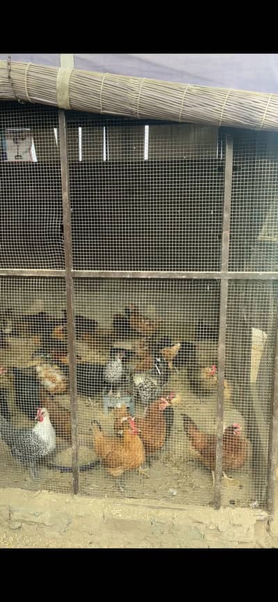 Golden misri chickens