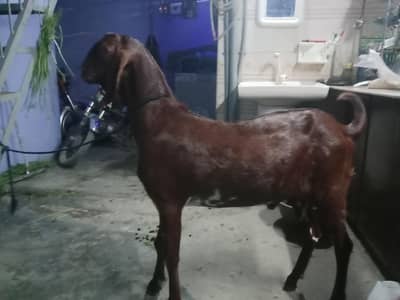 Brown Bakra Ghar Ka Palla