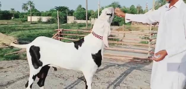 Qurbani lagne wala Desi Bakra for sale/-03134947622