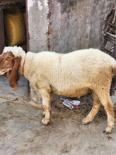 chatray for sale