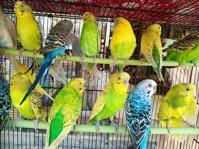 Budgies parrorts