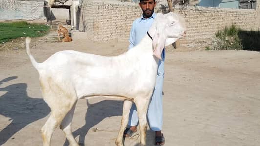 Qurbani lagne wala Rajanpuri Gulabi Bakra for sale/-03134947622