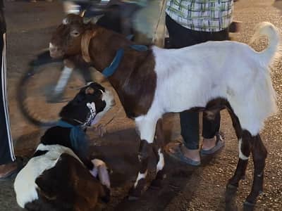 sell karna hai kamuri bakra