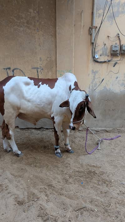 2 Daant Khoobsurat Bachara For Qurbani Sale | Healthy, Active, Strong