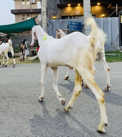 Qurbani Bakra