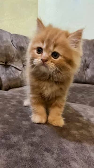 Brown persian double coated kitten.