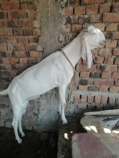 Qurbani bakra for sale