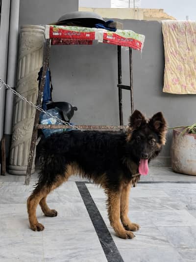 Long coat German shepherd Female Dog