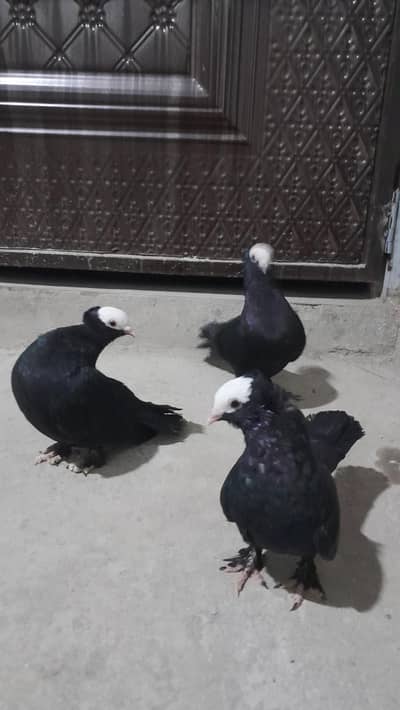 Black Mukhi Breeder Birds