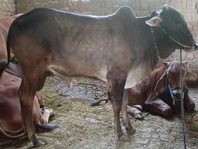 qurbani Wacha