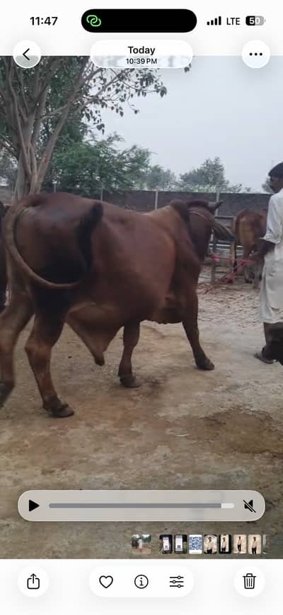 Qurbani k liye Bail