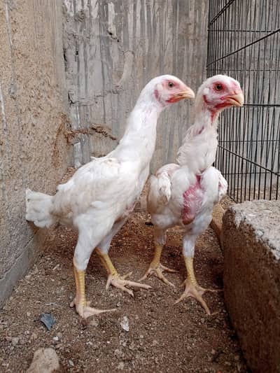 Two Aseel Shamo chick