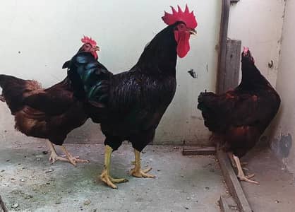 RIR Heritage 1 Male 3 Female