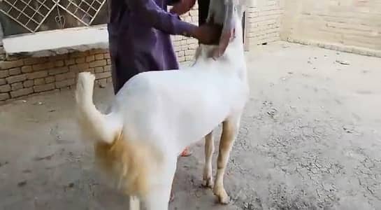 Qurbani lagne wala Rajanpuri Gulabi Bakra for sale/-03134947622