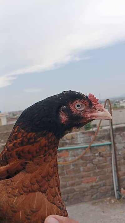 Aseel peeli madi