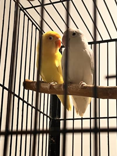 Creamino | Albino Love Birds For Sale