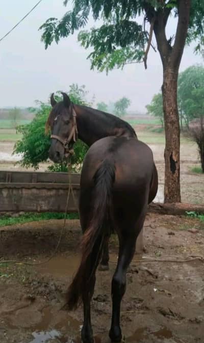 horse