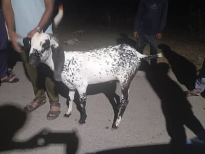 2 Dant Bakry For sale