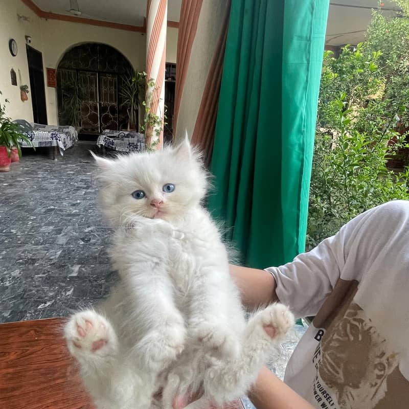 persian 0