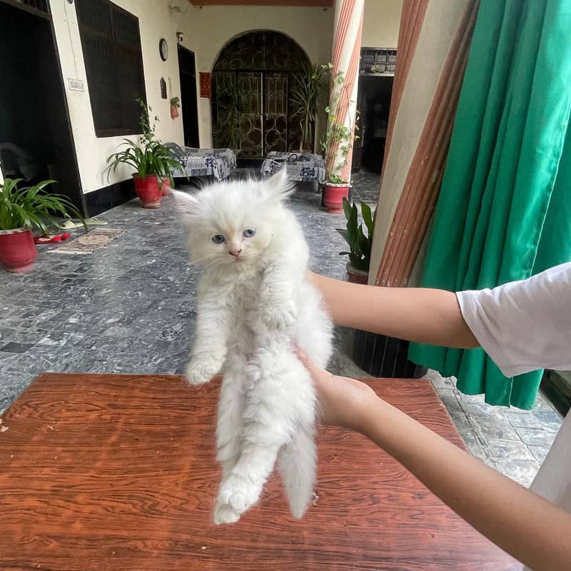 persian 1