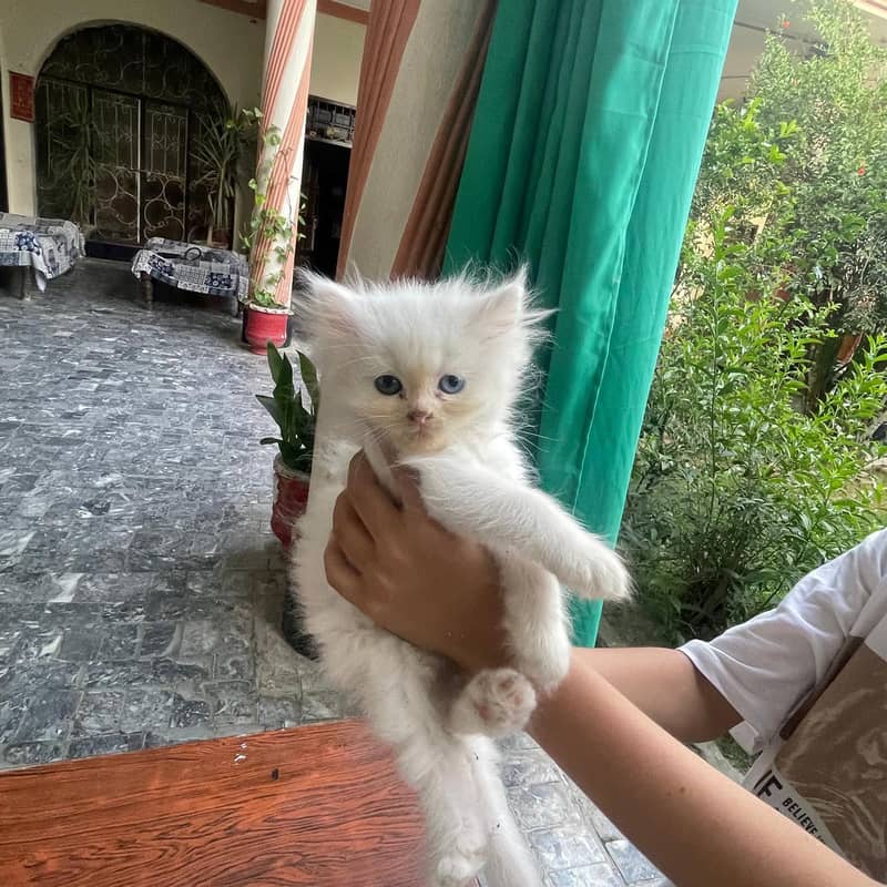 persian 2