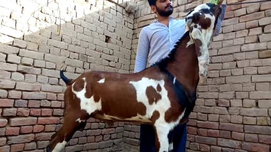 2 Dant Qurbani ke liye Bakra For Sale _03704685463
