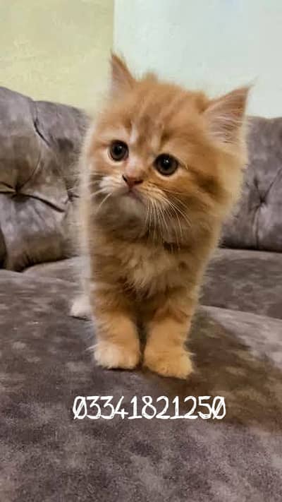 Brown persian double coated kitten.