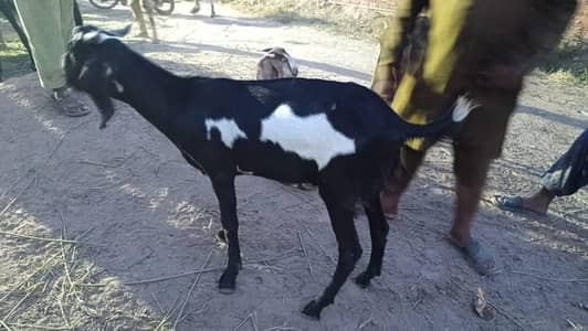2 dant khasi bakra
