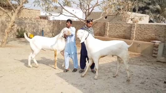Rajanpuri Bakre For Sale __03704685463