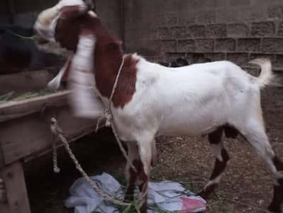 2 dant bakra